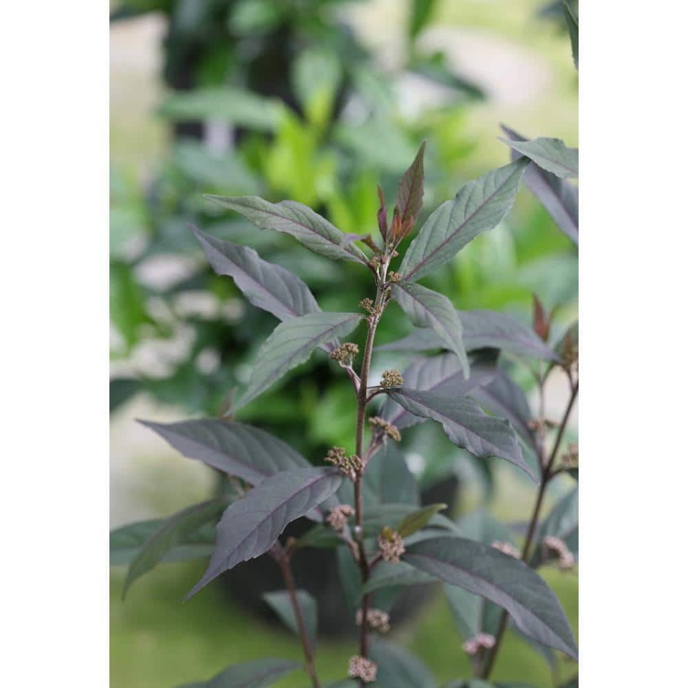 4.5 in. qt. Pearl Glam Beautyberry Bush (Callicarpa) Live Shrub, Dark Purple Foliage and Violet-Purple Berries - Hercitys