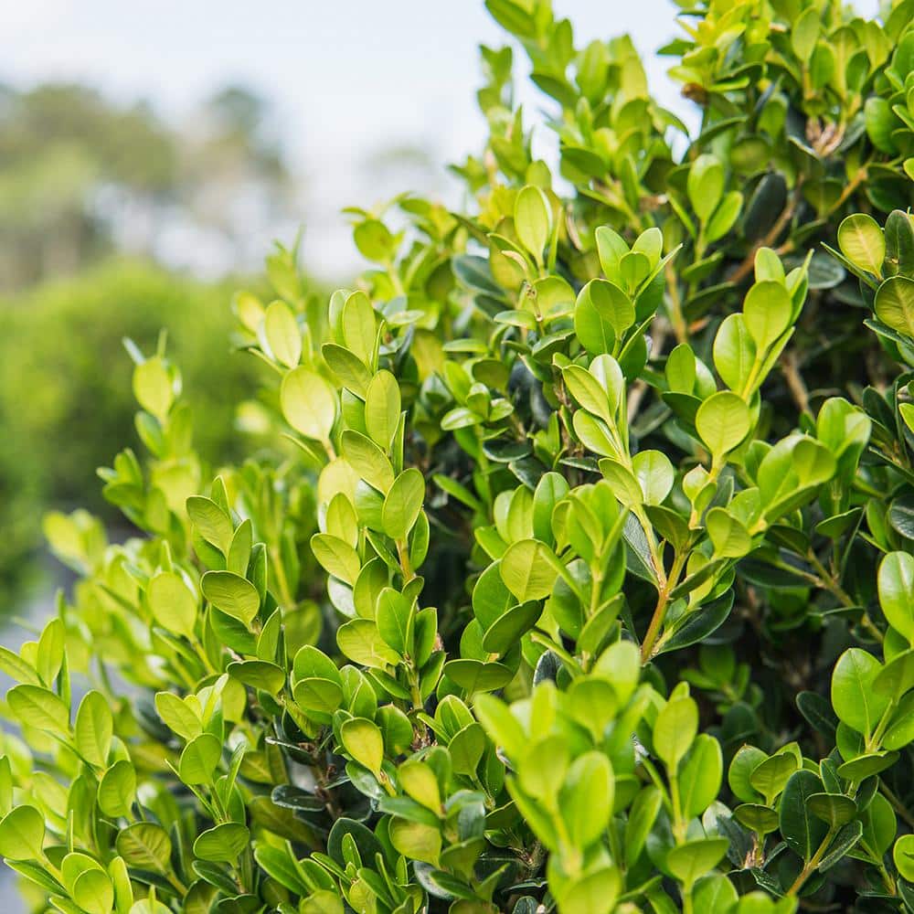 3 Gal. Japanese Boxwood Shrub (2-Pack) - Hercitys