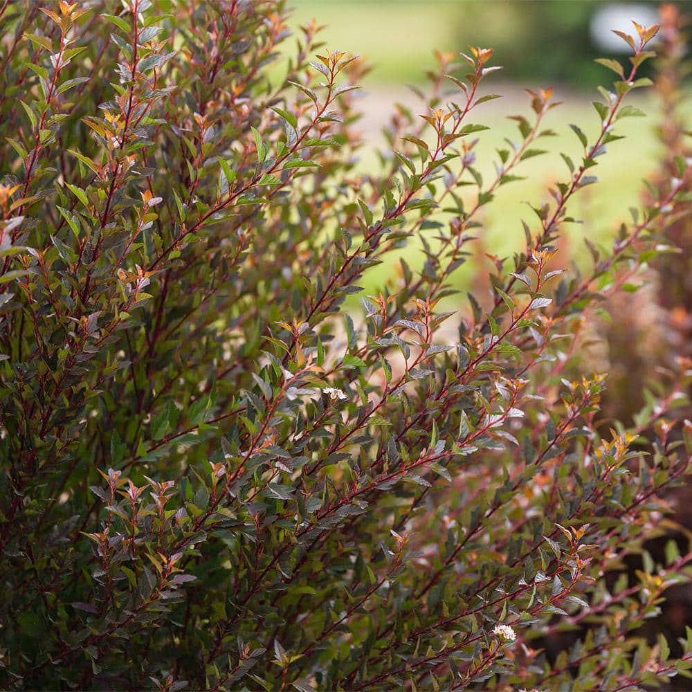 2 Gal. Little Devil Ninebark Shrub with Dark Foliage - Hercitys