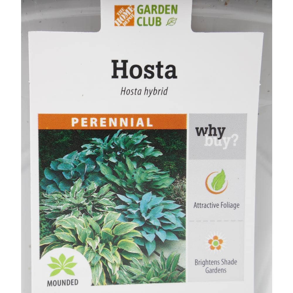 2.5 Qt. Blue Hosta Live Flowering Shade Perennial Plant - Hercitys