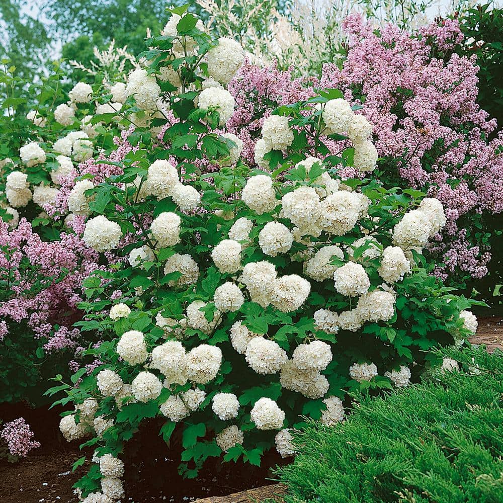 2.5 Gal – Chinese Snowball Viburnum, Live Deciduous Shrub, White Hydrangea-like Bloom Clusters - Hercitys