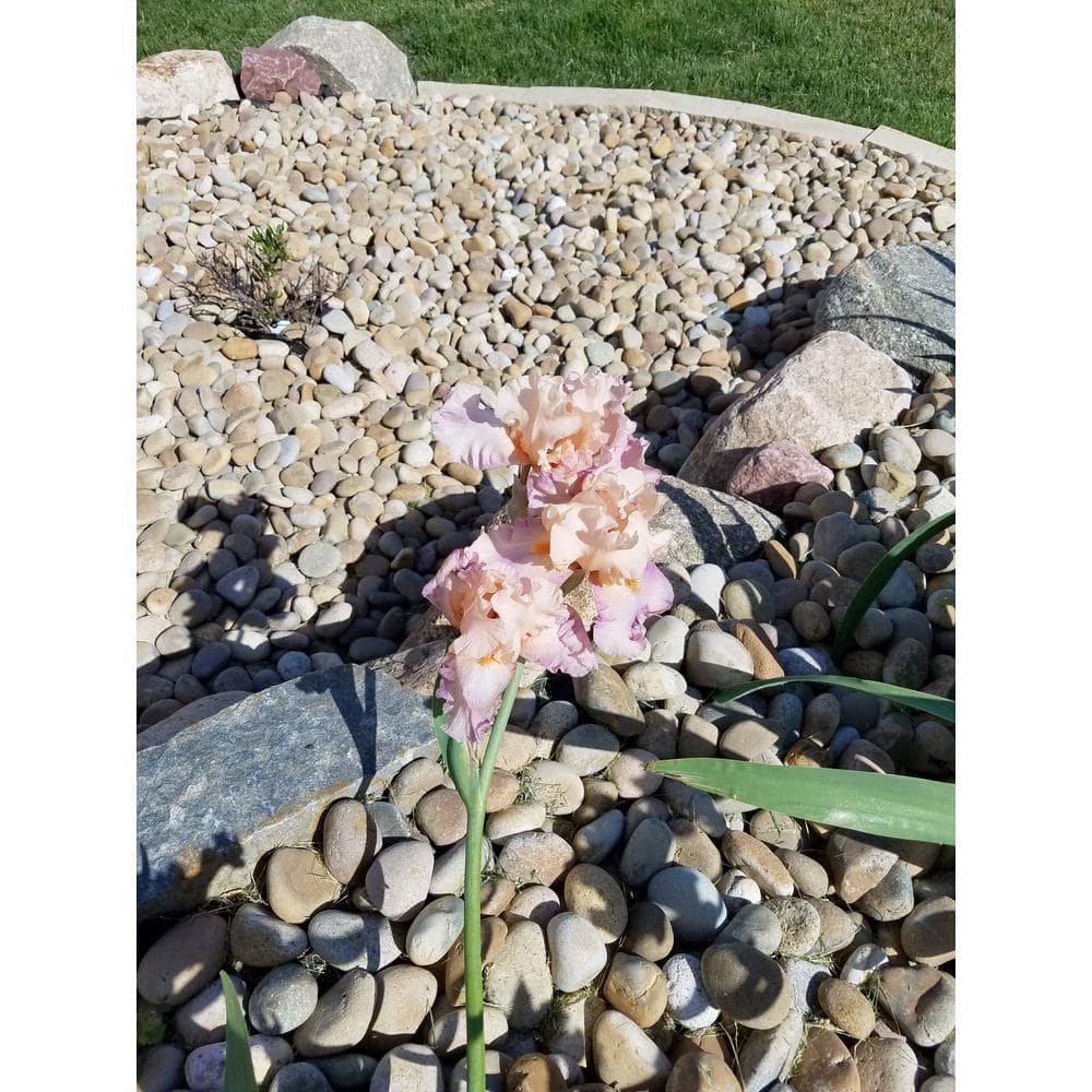 0.50 cu. ft. 40 lbs. 1 in. to 3 in. Medium Buff Mexican Beach Pebble - Hercitys