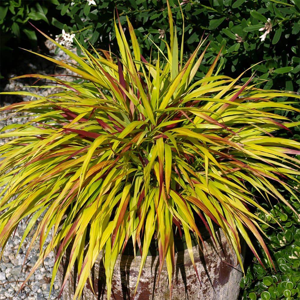 2.5 qt. Perennial Grass Hakonechloa Sunflare - Hercitys