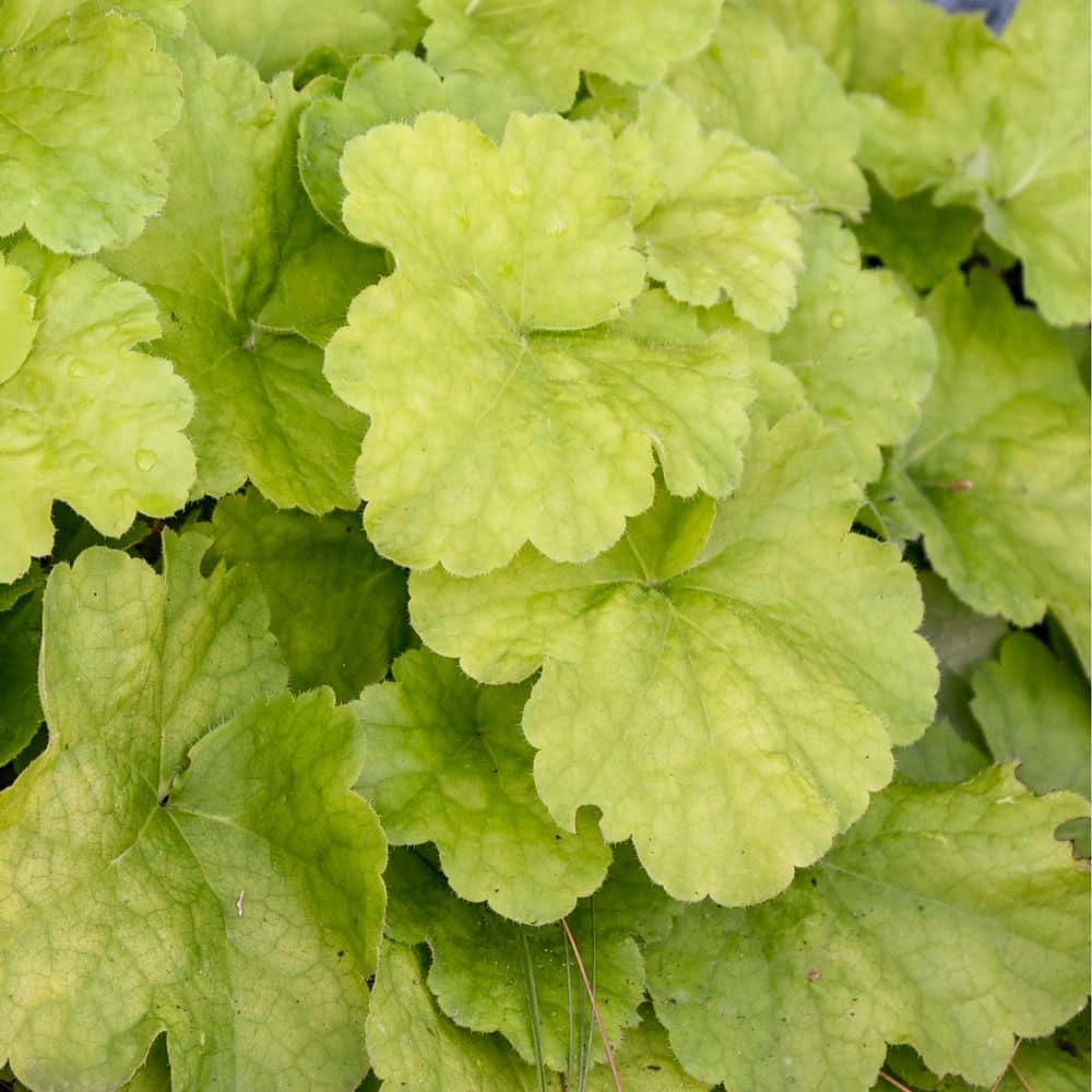 0.65 Gal. Dolce Pistachio Ambrosia Coral Bells (Heuchera Hybrid) Live Perennial Plant with Chartreuse Yellow Foliage - Hercitys