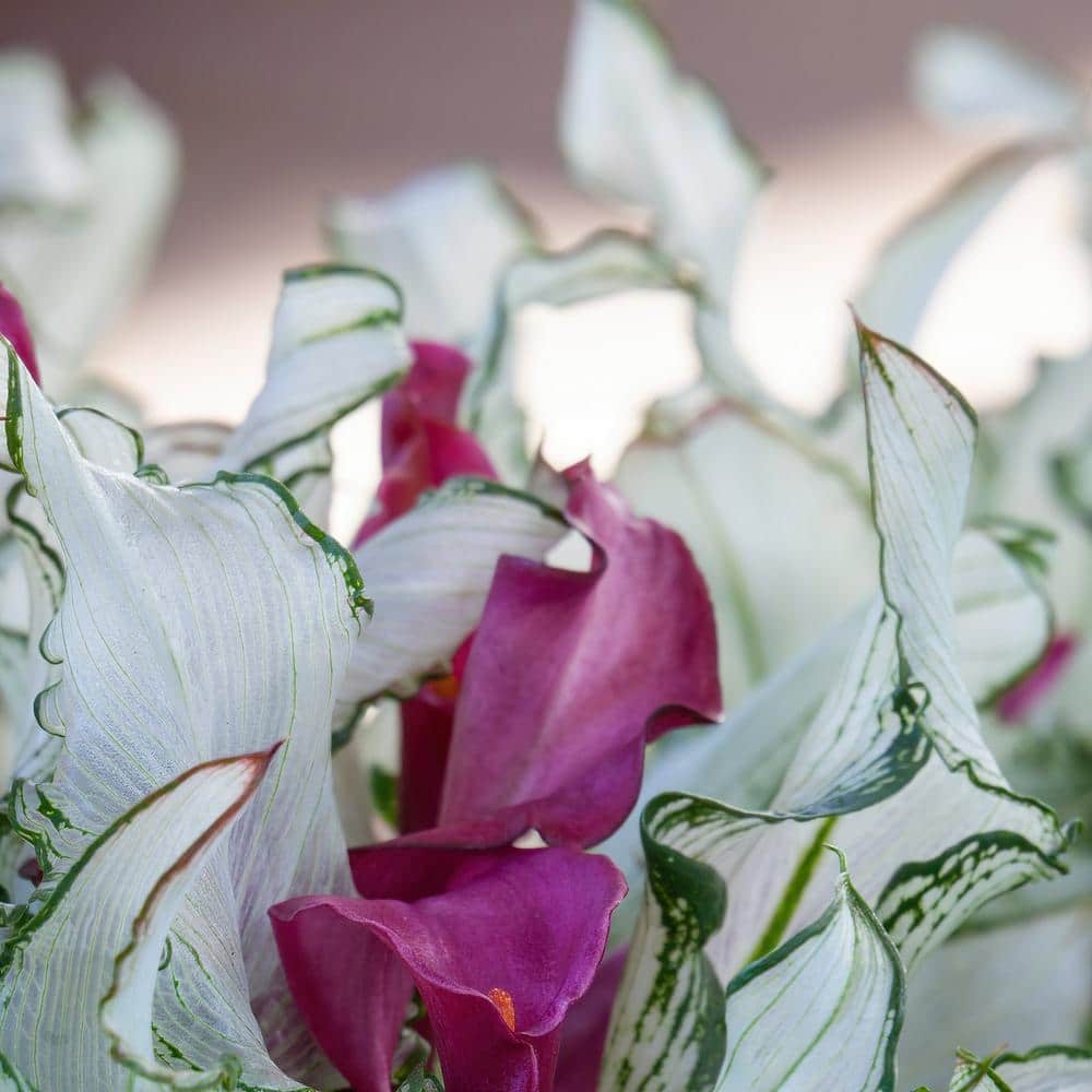 1 gal. Calla Lily Frozen Queen Perennial Plant with White Flowers - Hercitys