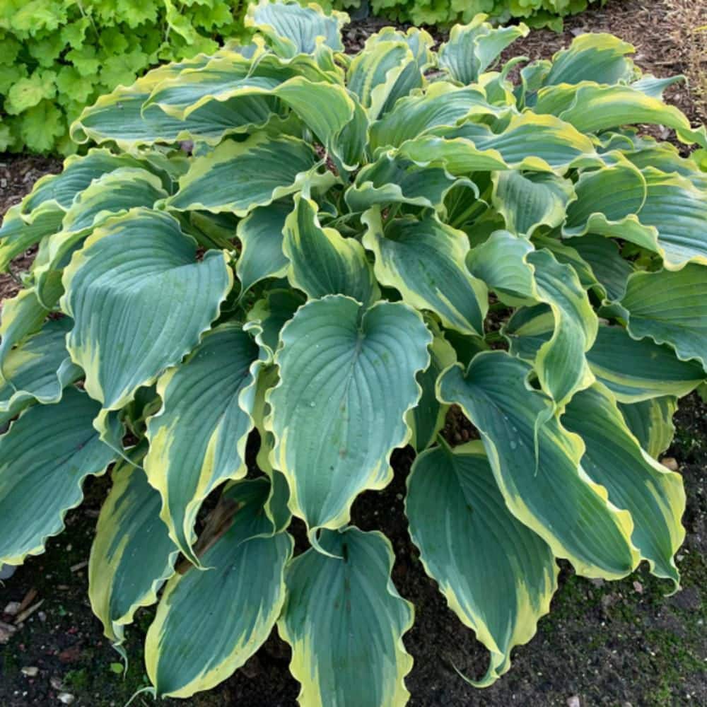 0.65 Gal. Shadowland ‘Voices in the Wind’ Hosta (Hosta hybrid) Live Perennial Plant with Blue Green and Yellow Foliage - Hercitys