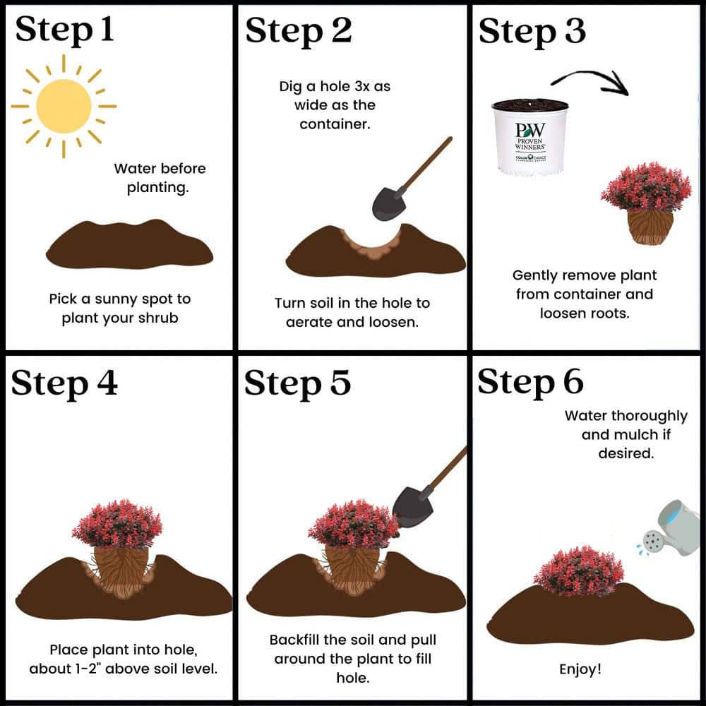 2 Gal. Sunjoy Mini Maroon Barberry Plant with Deep Purple-Red Foliage - Hercitys