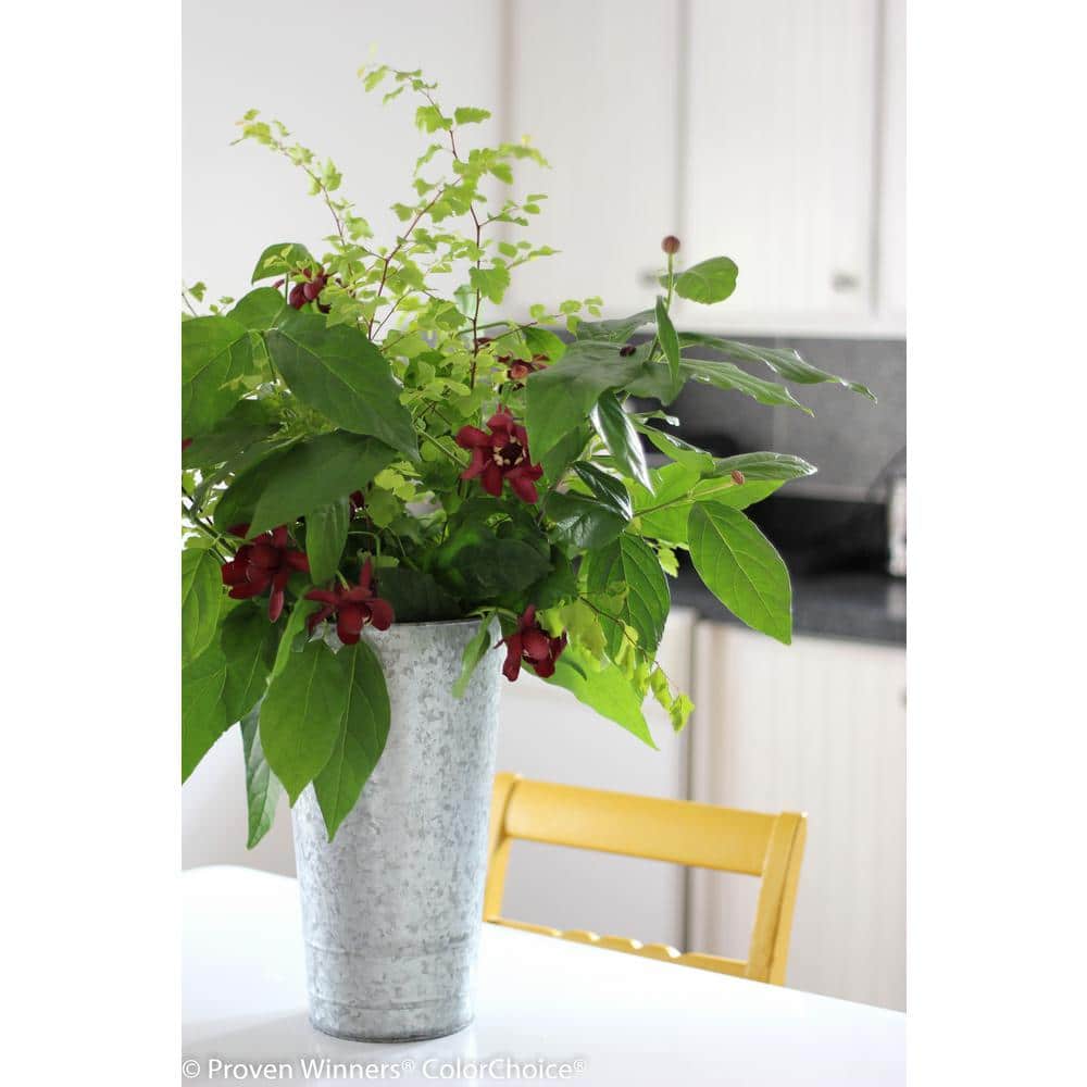 1 Gal. Aphrodite Allspice Sweetshrub (Calycanthus) Live Shrub, Red Flowers - Hercitys