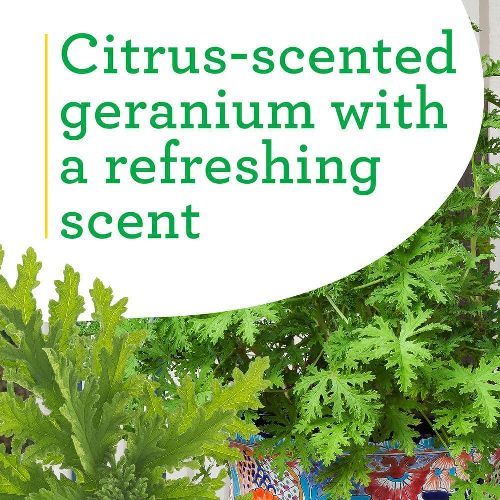 2.32 qt. Citronella Plant - Hercitys