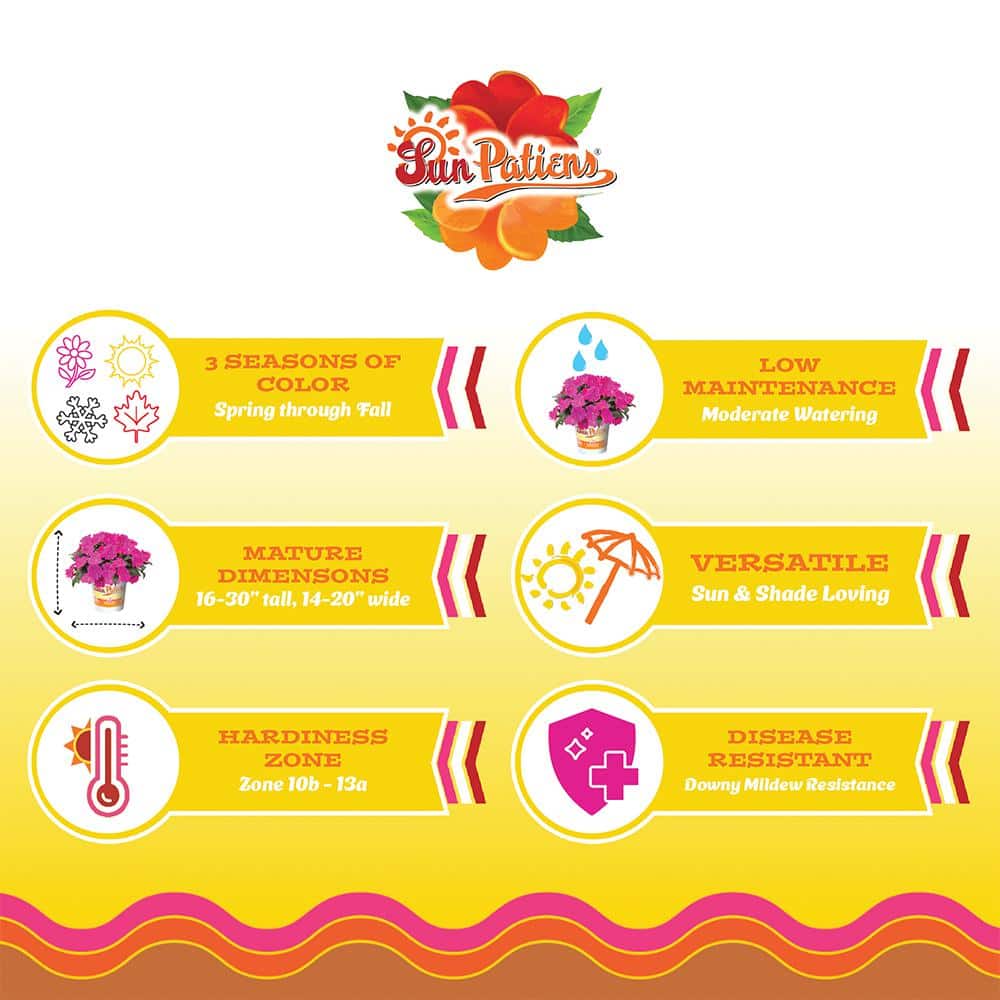 2.5 In. Compact Rose Glow SunPatiens Impatiens Outdoor Annual Plant with Deep Pink Flowers (3-Pack) - Hercitys