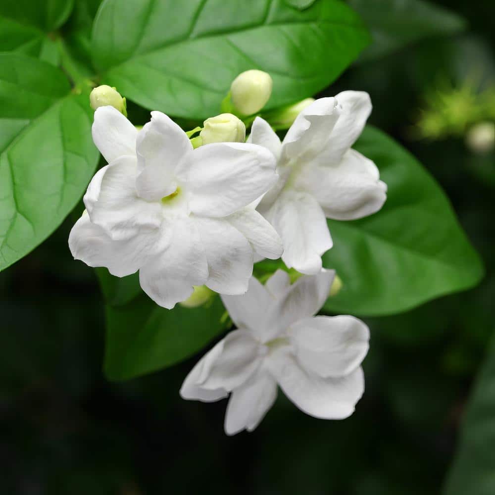 1 gal. Jasmine Sambac Arabian Plant - Hercitys