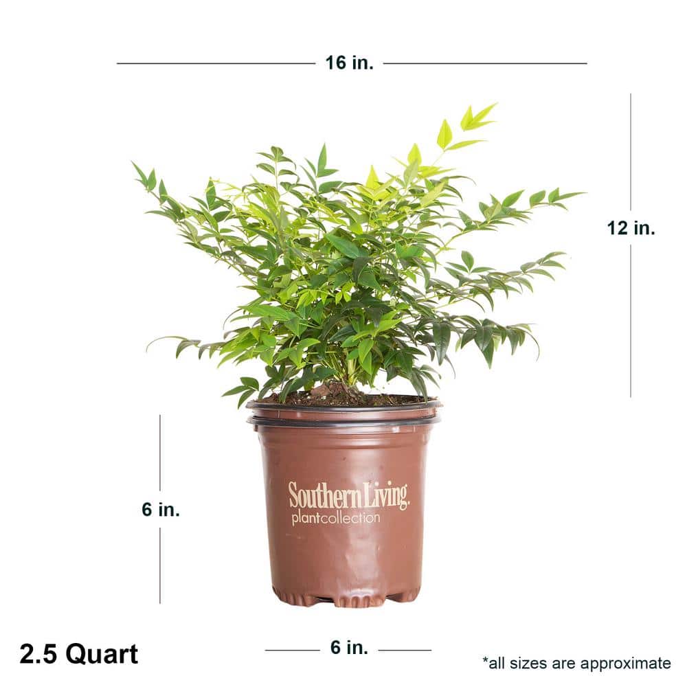 2.5 Qt. Lemon Lime Nandina, Live Evergreen Shrub, Lime Green New Foliage - Hercitys