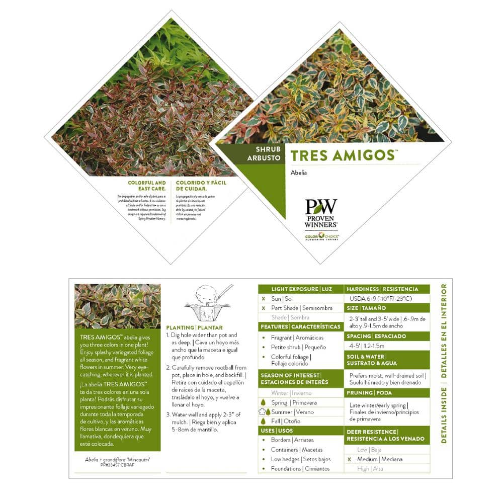 2 Gal. Tres Amigos Abelia Shrub - Hercitys