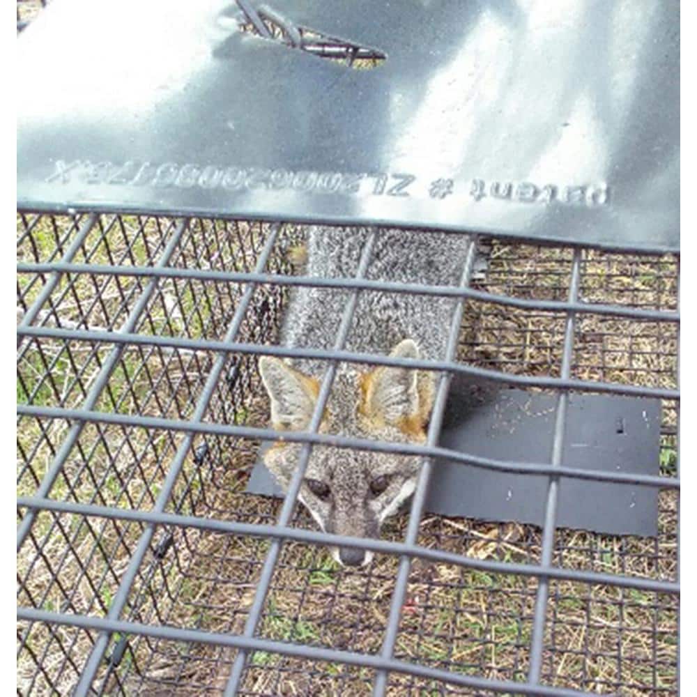 42 in. Collapsible Large Live Animal Cage Trap - Hercitys