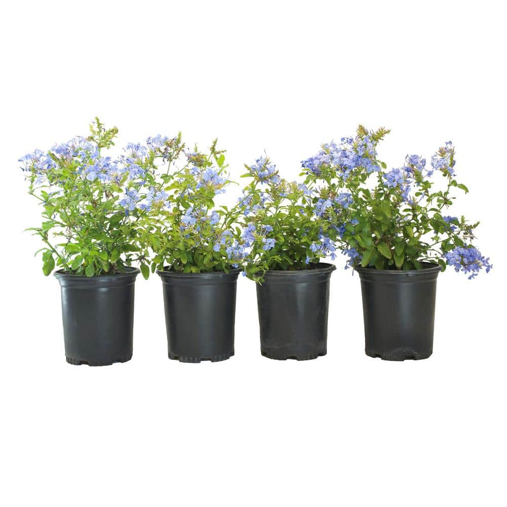 #1 Container Royal Cape Plumbago (4-Pack) - Hercitys