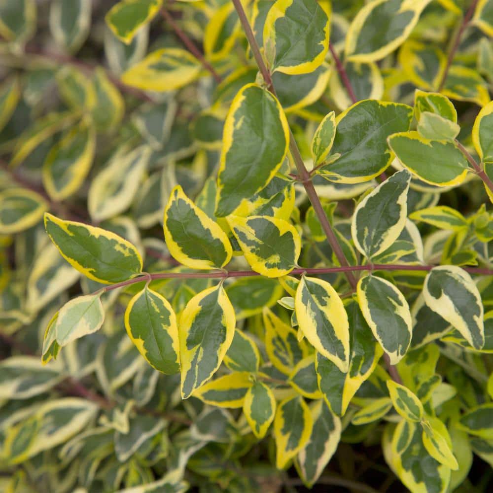 2 Gal. Miss Lemon Abelia Plant with Bright Variegated Yellow Foliage - Hercitys