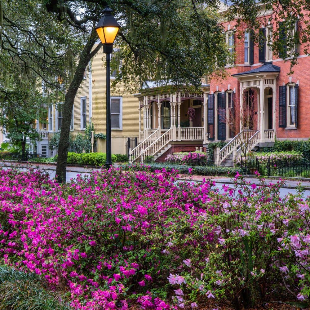 2.5 Quart Azalea ‘Amelia Rose’ Flowering Shrub with Pink Flowers - Hercitys