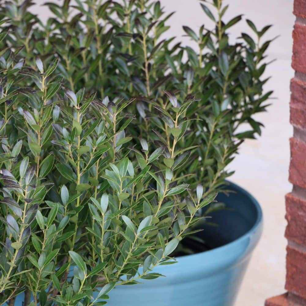 3 gal. Ilex Glabra Densa Shrub with White Flowers - Hercitys