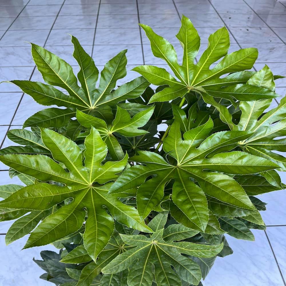 3 Gal. BigLeaf Paper Plant Japanese Aralia Shrub with White Flowers - Hercitys