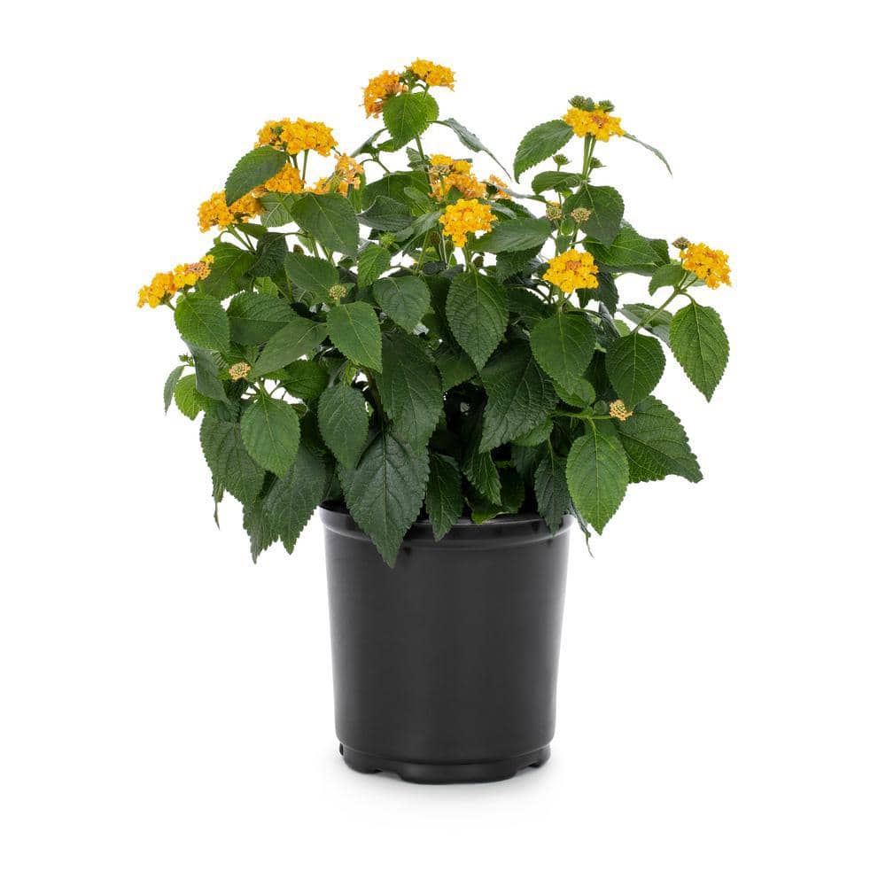 2 Qt. Yellow Lantana Annual Plant (3-Pack) - Hercitys