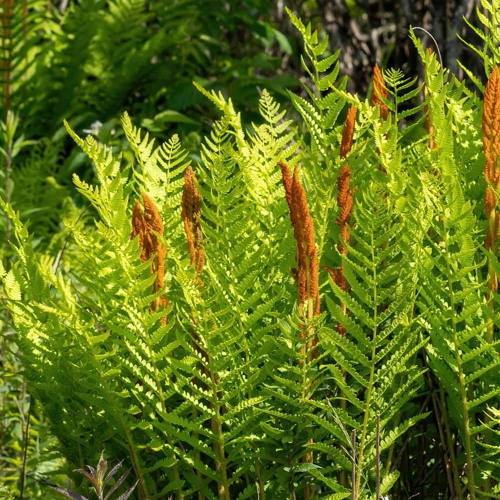 2.5 in. Cinnamon Fern Perennial Plant (3-Pack) - Hercitys