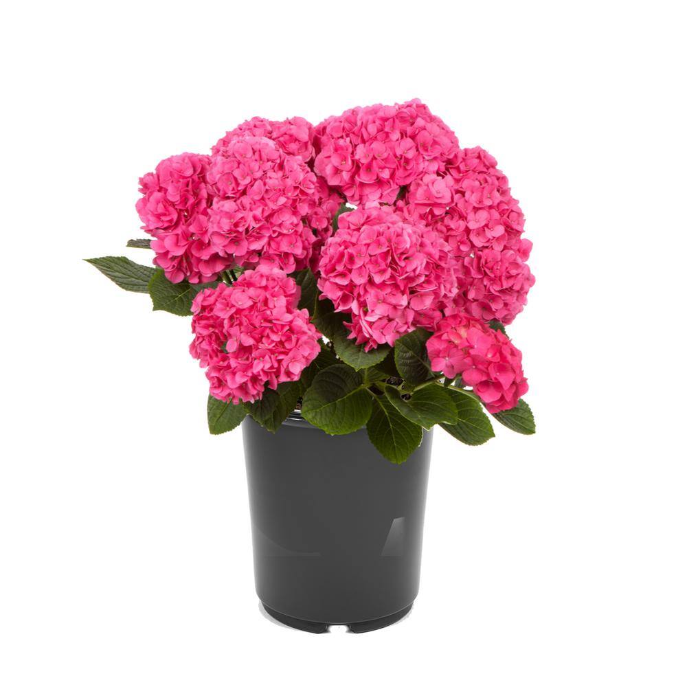 2.5 qt. Hydrangea macrophylla Hi Horizon Pink Perennial Plant with Pink Flowers – 4-Pack - Hercitys