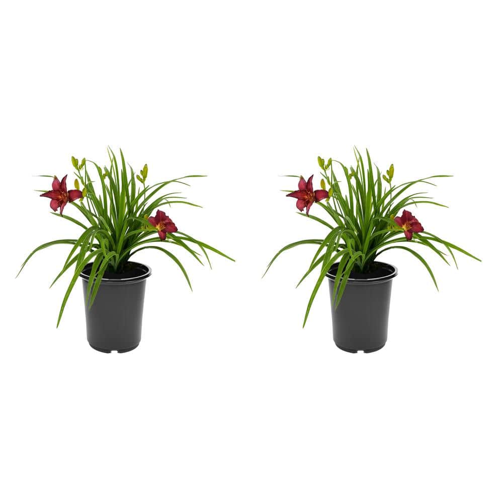 2.5 qt. Hemerocallis Perennial Plant with Red Flowers-(2-Pack) - Hercitys