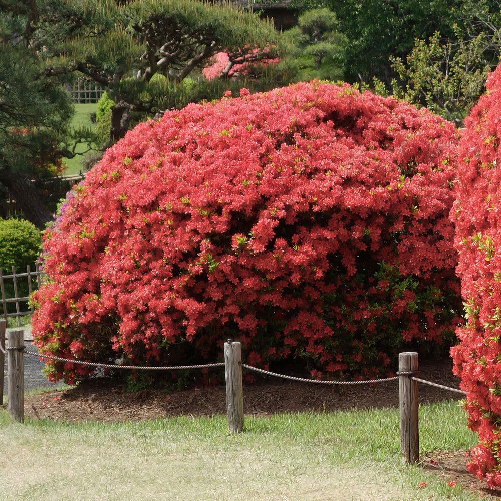 2.5 Quart Azalea ‘Fashion’ Flowering Shrub with Pink Flowers - Hercitys