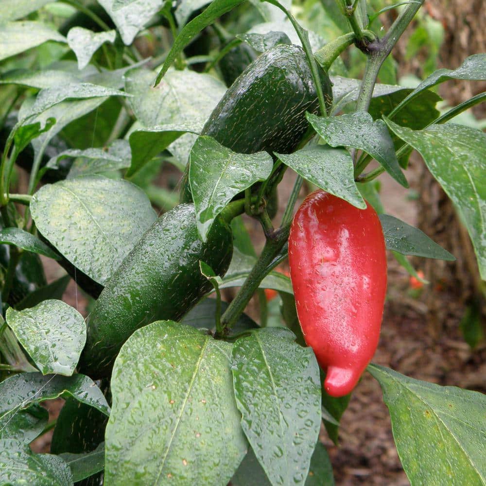 25 oz. Early Flame Jalapeno Hot Pepper Plant (2-Pack) - Hercitys
