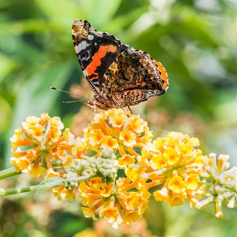 3 gal. Buddleia Honeycomb Shrub with Yellow Flowers - Hercitys