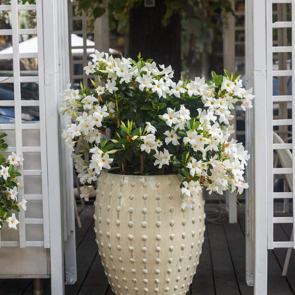 4 in. Mandevilla Plant with White Flowers (3-Pack) - Hercitys