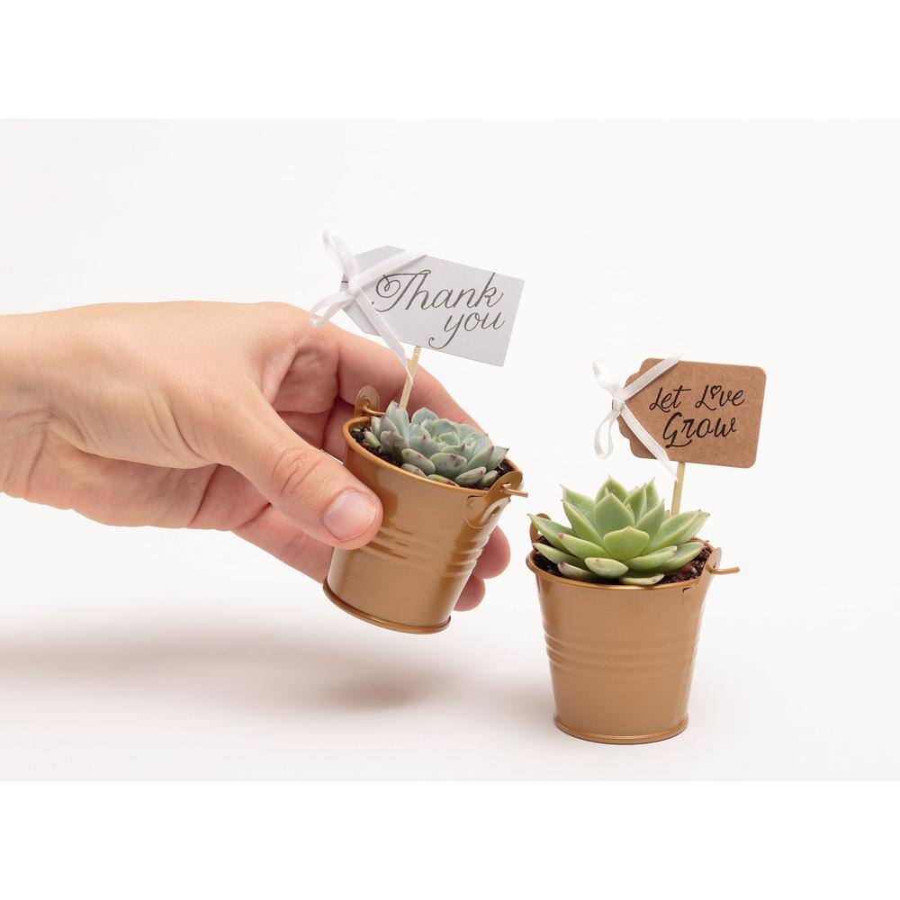 2 in. Wedding Event Rosette Succulents Plant with Caramel Metal Pails and Thank You Tags (30-Pack) - Hercitys