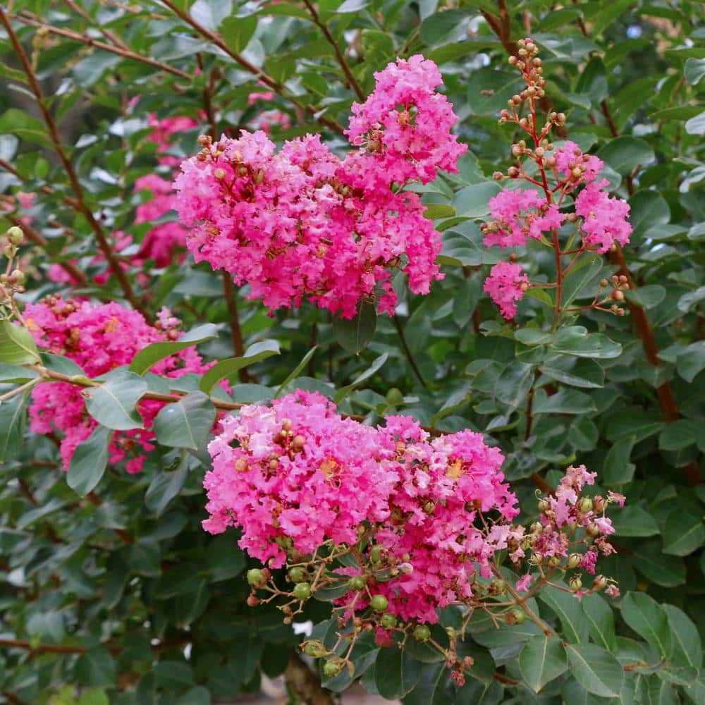 3 gal. Crape Myrtle Miami Shrub with Pink Flowers - Hercitys