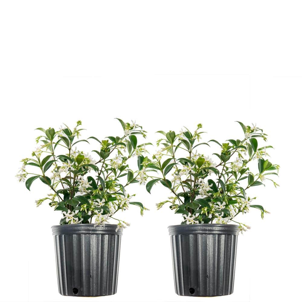 1 Gal. Flowering White Confederate Jasmine Shrub (2-Pack) - Hercitys