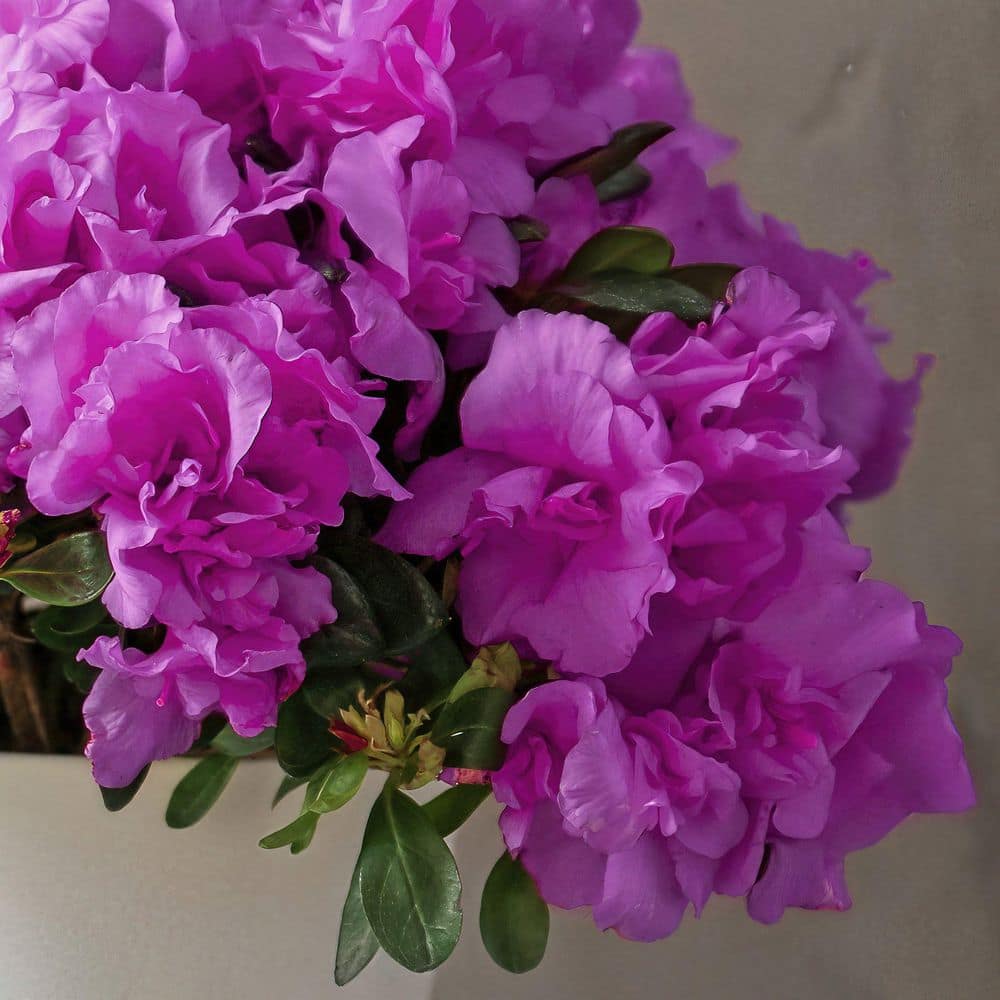 2.5 Quart Azalea ‘Amelia Rose’ Flowering Shrub with Pink Flowers - Hercitys