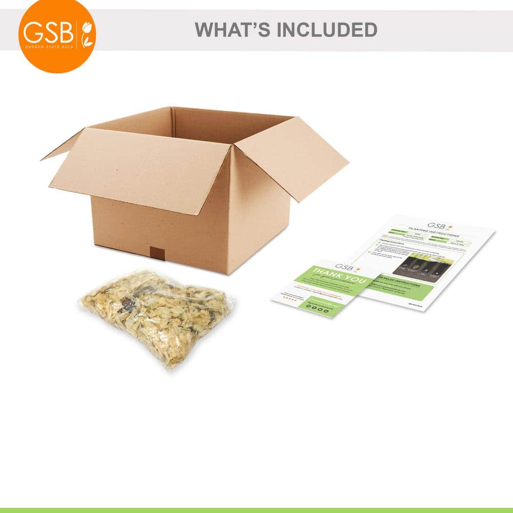 14 cm/16 cm, Purple Accent Calla Lily Flower Bulbs (Bag of 5) - Hercitys