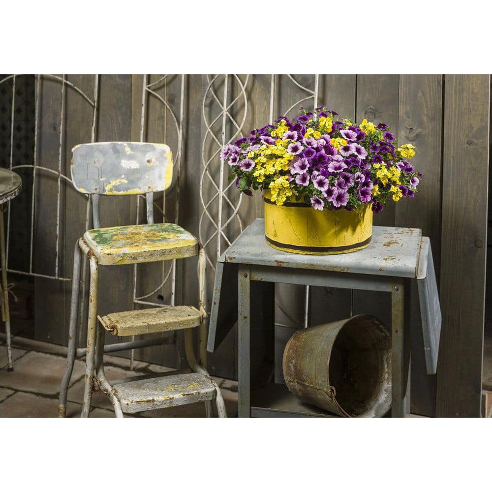 4.25 in. Eco+Grande Sunsatia Lemon (Nemesia) Live Plant, Yellow Flowers (4-Pack) - Hercitys