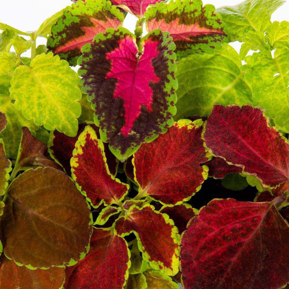 1 Gal. Coleus Painted Nettle Multicolor Mix in Decorative Hanging Basket Annual Plant (1-Pack) - Hercitys