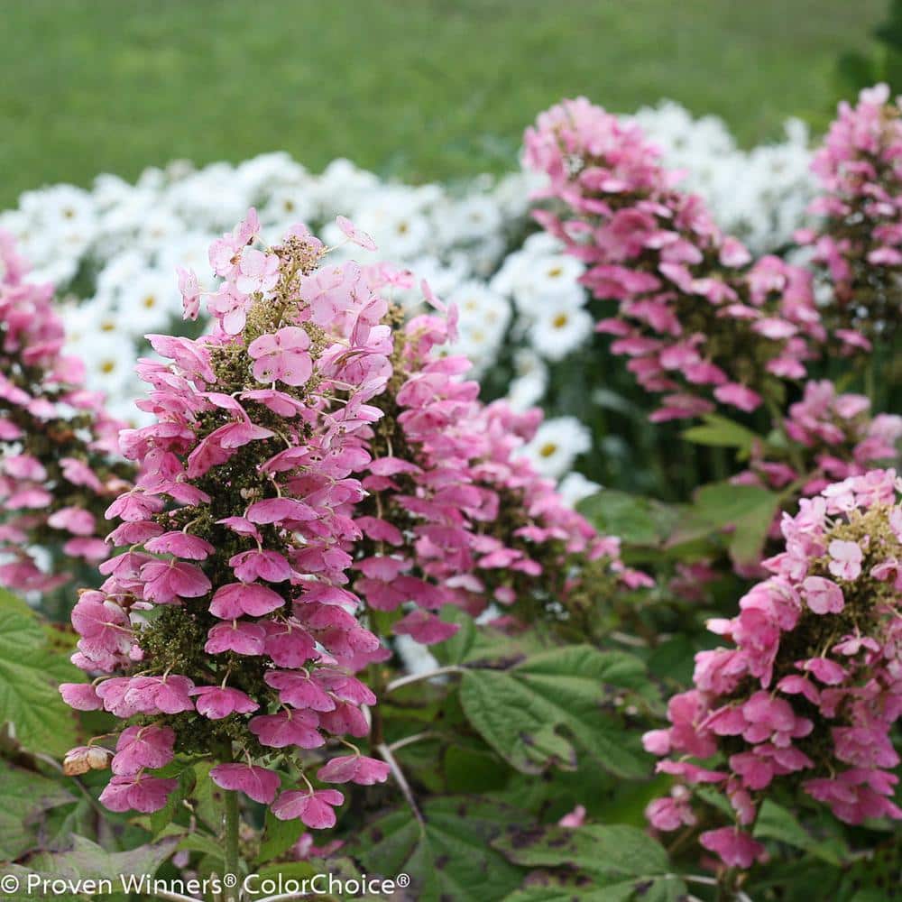 4.5 in. Qt. Gatsby Pink Oakleaf Hydrangea (Quercifolia) Live Shrub, White to Pink Flowers - Hercitys