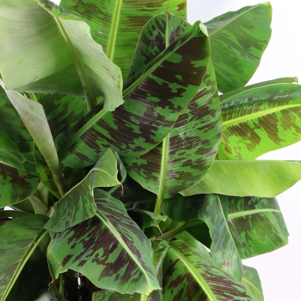 1 gal. Banana Dwarf Cavendish Perennial Plant - Hercitys