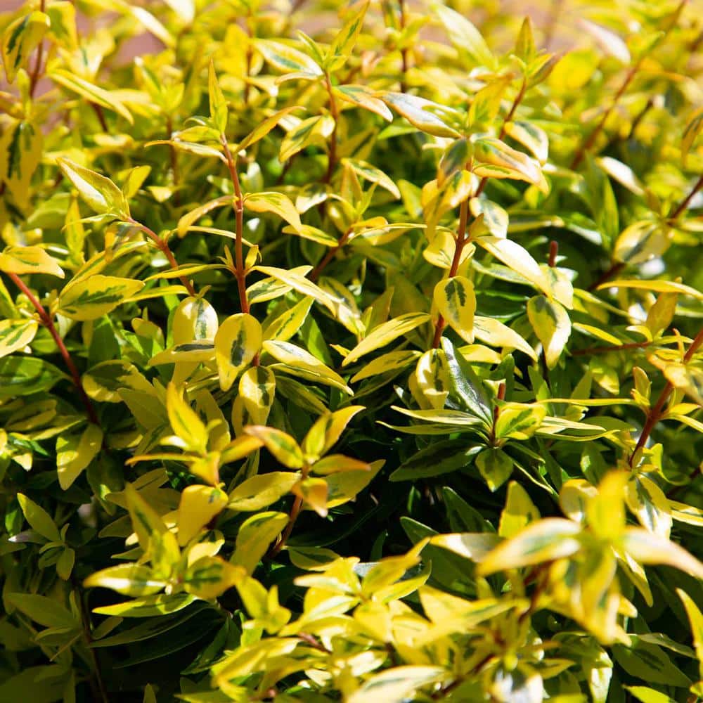 2 Gal. Suntastic Peach Abelia with Petite White Blooms, Live Semi-Evergreen Shrub Plant - Hercitys