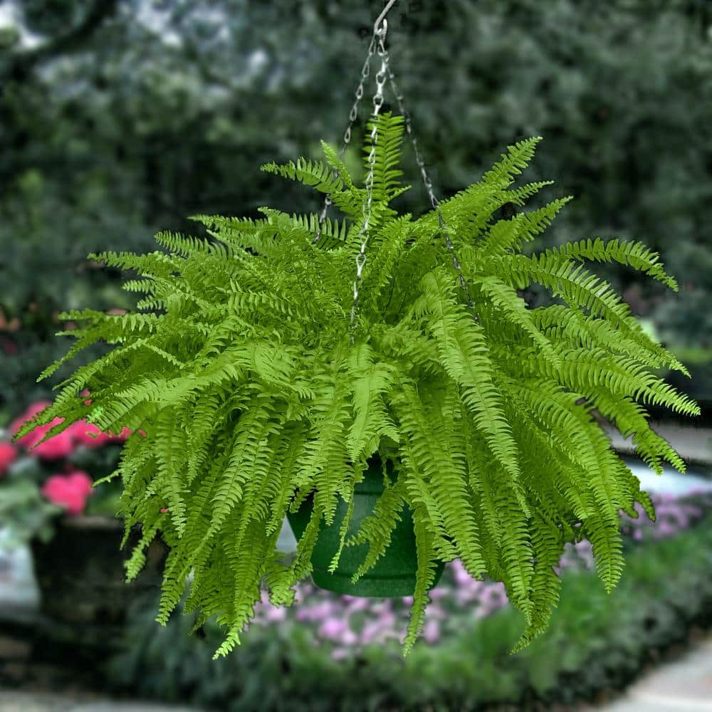 10 in. Boston Fern Nephrolepis Exaltata Annual Plant Hanging Basket (1-Pack) - Hercitys