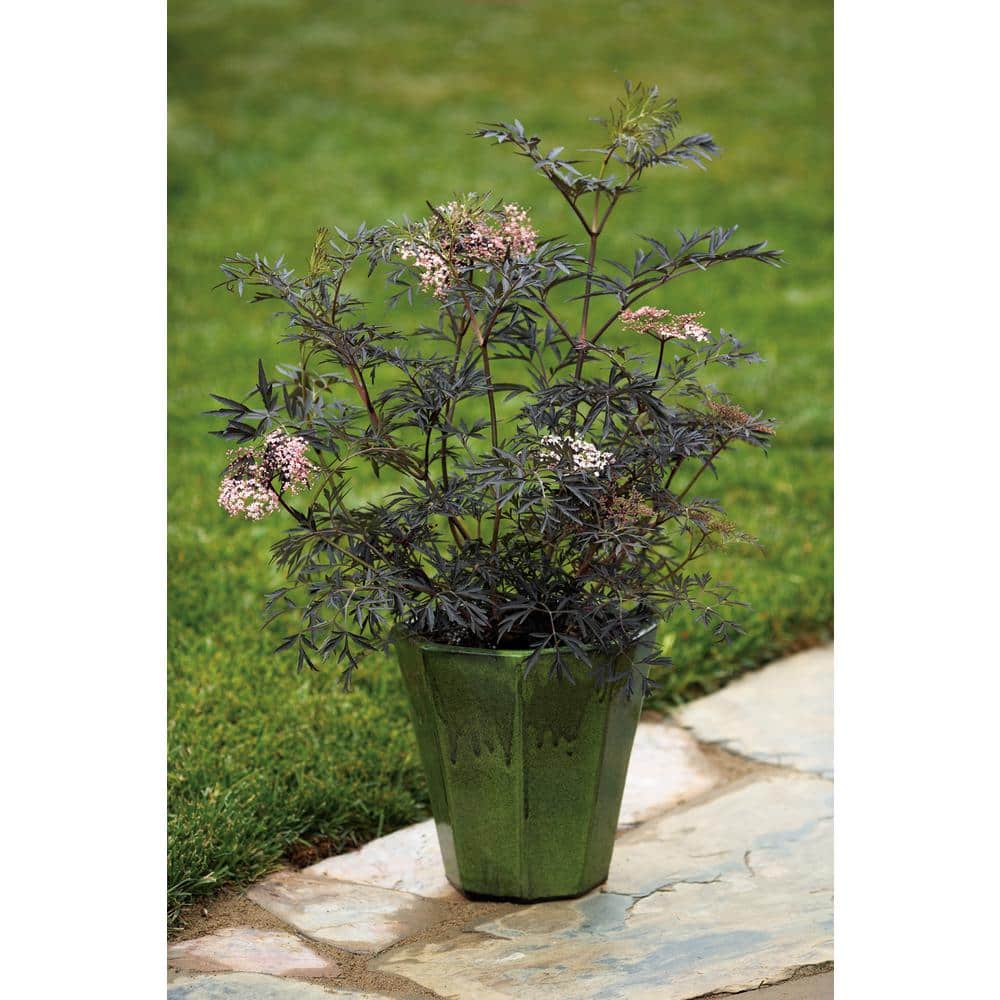 4.5 in. Qt. Black Lace Elderberry (Sambucus) Live Shrub, Pink Flowers - Hercitys