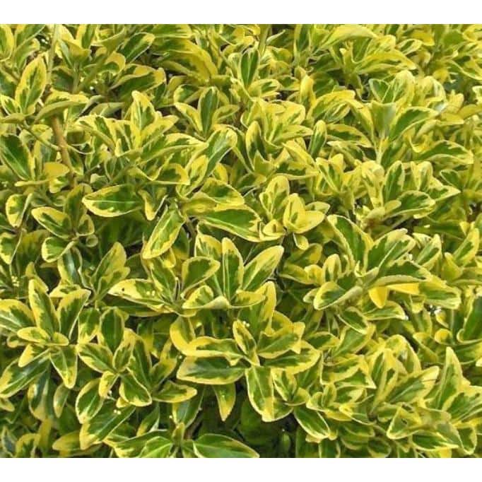 5 Gal. Golden Euonymus Shrub Plant - Hercitys