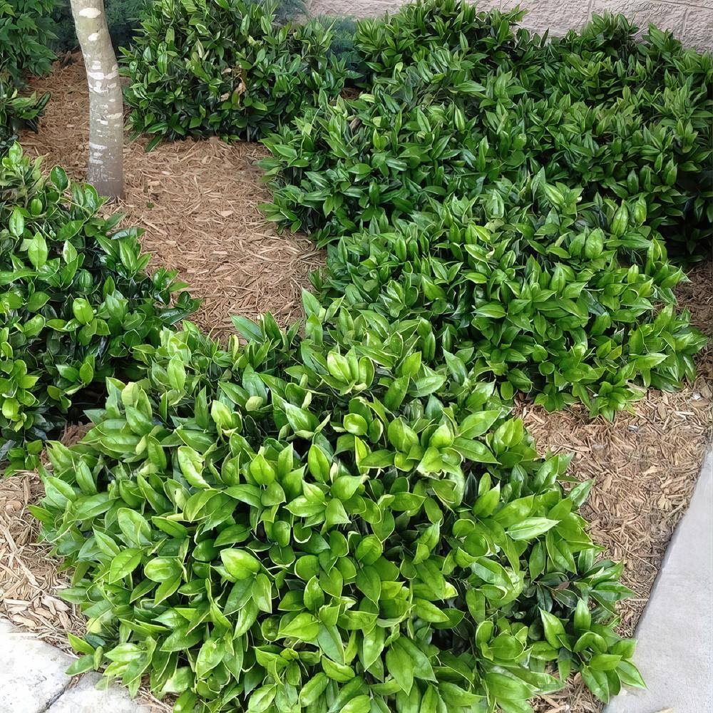 2.25 Gal. Carissa Holly Plant - Hercitys