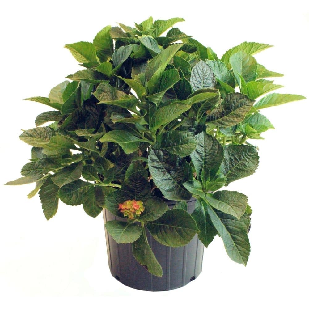 2 Gal. Hydrangea Violet Crown Shrub with Purple Flowers - Hercitys