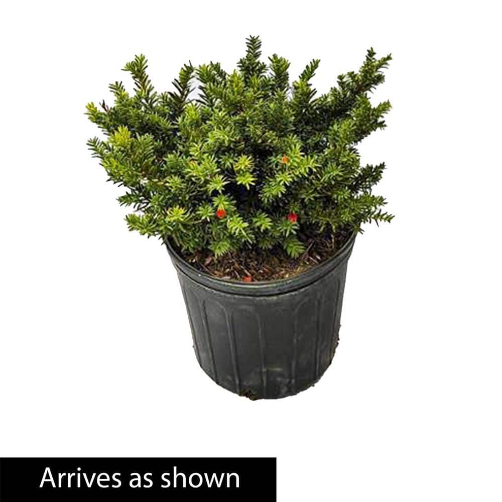 3 Gal. Pot Browni Globe Yew (Taxus), Potted Evergreen Shrub (1-Pack) - Hercitys