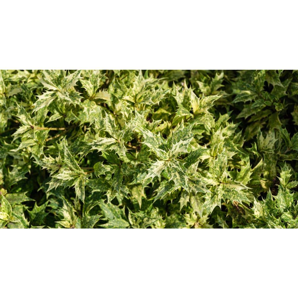 1 gal. Goshiki Tea Olive Evergreen Shrub with Five Stunning Colors Displayed Throughout Foliage (2-Pack) - Hercitys