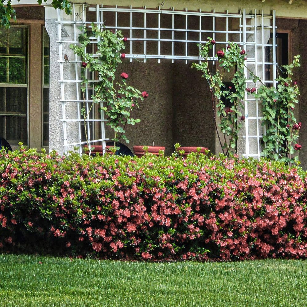 2.5 Quart Azalea ‘Blaauw’s Pink’ Flowering Shrub with Pink Flowers - Hercitys