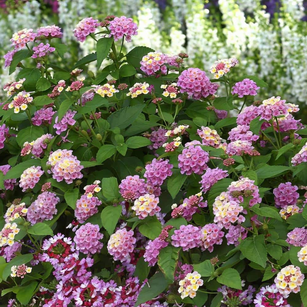 2.5 in. Lantana Bloomify Pink Plant in Grower Container (3-Piece) - Hercitys